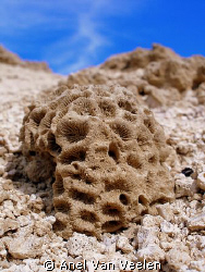 Fossil coral taken at Ras Mohamed Park with Olympus SP350. by Anel Van Veelen 